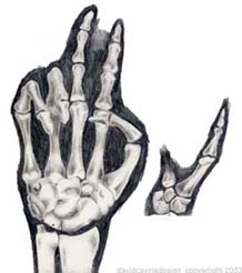 Bones
