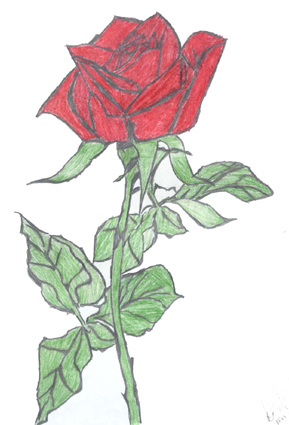 Rose