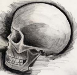 Skull