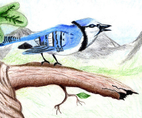 Blue Jay